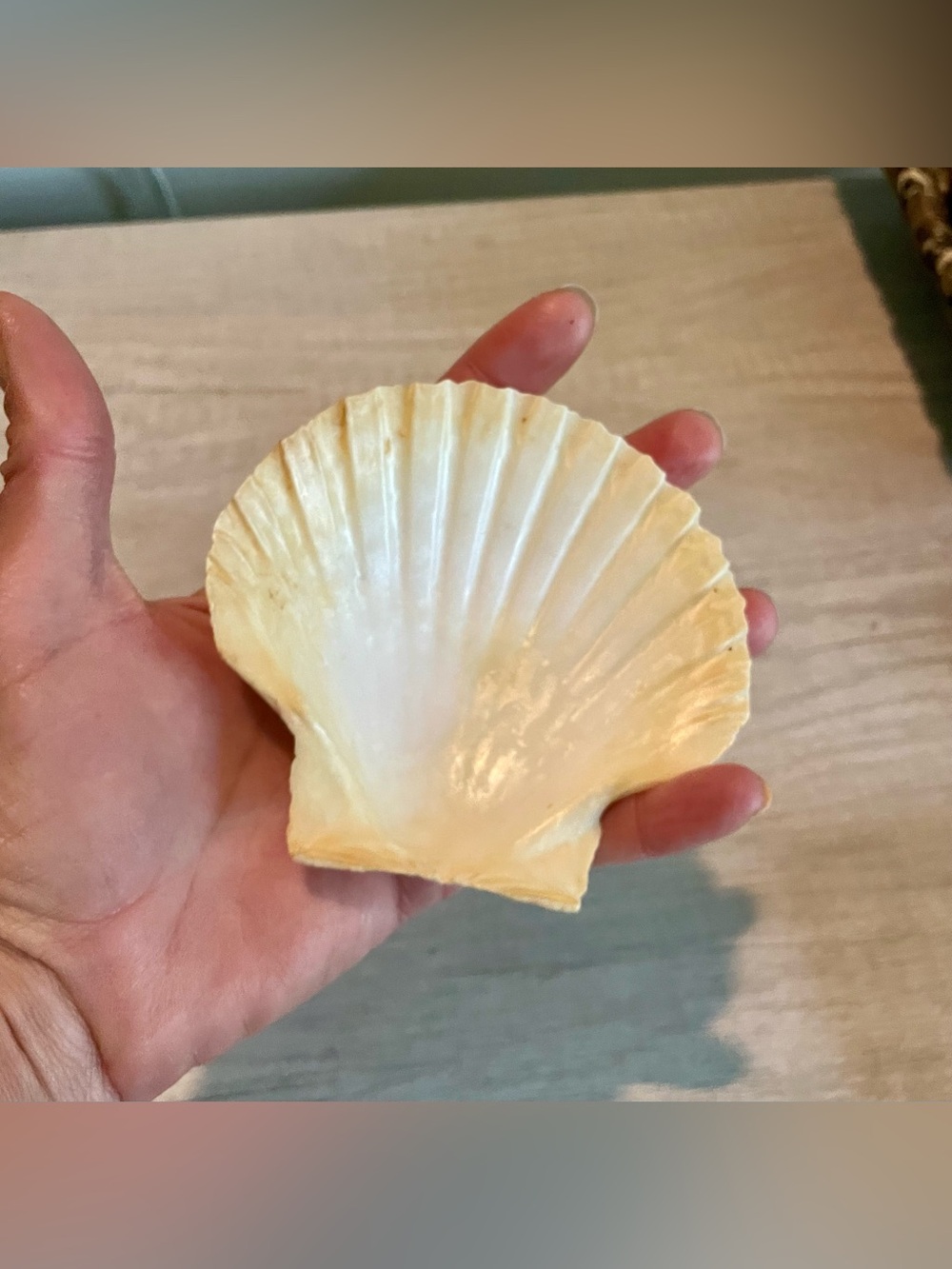 Set of 4 Large Natural Scallop Seashells - Picture 3 of 5